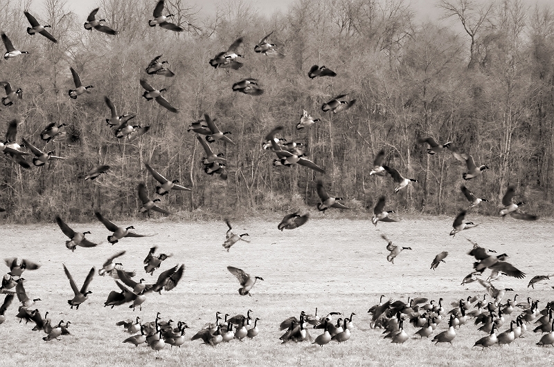 Geese in Flight Near Yellow Springs, PA � Dave Hickey